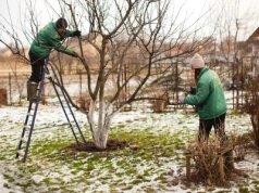 Zrób to w styczniu albo ogród cię rozczaruje. Jeden zimowy zabieg decyduje o całym sezonie