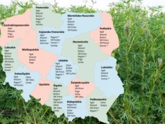 Łubin wąskolistny: które odmiany plonują najlepiej?