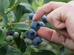 Nowe rynki dla polskiej borówki