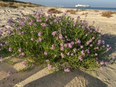Przylądek Pomerania zadba o ekologię