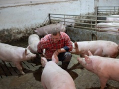 Niemiec dostaje nawet o 1 zł/kg więcej za tucznika. Cena skupu dobija producentów wysokiej jakości wieprzowiny