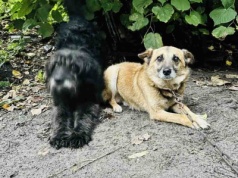 Psy głodowały, były oblepione kleszczami i spały na szkle. Sadysta stanie przed sądem  