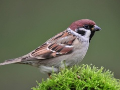 Zwiastują zmianę pory roku i kataklizm. Ptasie zwyczaje mogą wiele nauczyć