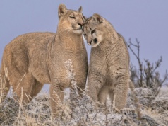 Ten kot jest niezwykle skutecznym łowcą. Czai na skalnych półkach