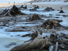 Cofający się Bałtyk odsłonił pradawny las