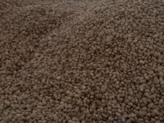 Ceny ziemniaków na rynkach hurtowych a rekordowa produkcja na świecie