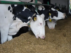 Kryzys nadprodukcji mleka w Szwajcarii. Rolnicy liczą straty