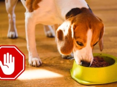 Supermarkety pilnie wycofują popularną karmę dla psów. Może być niebezpieczna dla zdrowia zwierząt