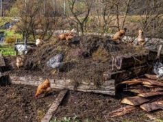 Rekordowy eksport obornika z Holandii. Kto został największym odbiorcą?
