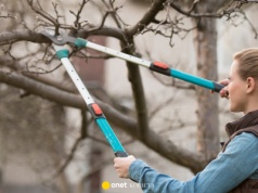 W styczniu zrób to z drzewkami owocowymi. Wiosną zapomnisz o istnieniu szkodników