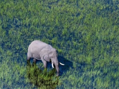 Rzadka szansa, by zobaczyć Deltę Okawango❗😲 Loty do Botswany (Maun) od 2956 PLN 🐾🐘