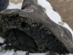 Do Muzeum Ziemi w Warszawie trafił fragment czaszki żubra stepowego