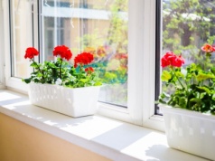 Bez tego nie wybudzisz pelargonii po zimie. Już dziś zacznij zbierać do słoika