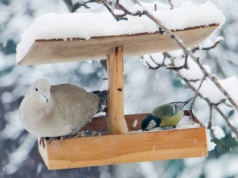Ten błąd sprawi, że ptaki będą omijać twój karmnik. Jak najlepiej ustawić go w ogrodzie?