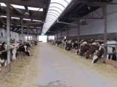 Holandia planuje nowy program ograniczania hodowli zwierząt