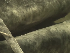 Na widok suma wędkarz wpadł w ekscytację. „Niesamowite kolory”