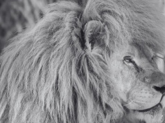 Odszedł  Sahim, legenda łódzkiego zoo. Był prawdziwą gwiazdą, pozostawił po sobie aż 14 potomków