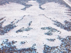 Orzeł z tysięcy drzew wreszcie zyskał biel. Śnieg wypełnił dendroglif w Lipuszu