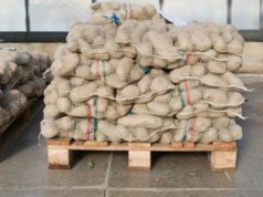 Wysłali ziemniaki do Polski. Zarobili 285 mln zł. Oto skąd je ściągamy