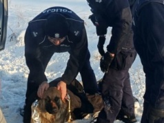 Pies przymarzł do pobocza drogi w Przasnyszu. Ludzie poruszeni akcją policjantów