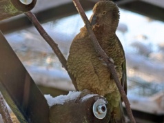 Tym papugom zima niestraszna. Gdańskie zoo ma nowych mieszkańców