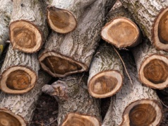 Palenie tym drewnem może kosztować nawet 5 tys. zł. Przepisy mówią wprost