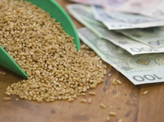 U eksporterów pszenicy już zaczynają spadać ceny, a u nas?