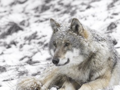 Sąsiad Polski wybija wilki. Liczby na koniec sezonu szokują