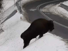 Spotkanie z „królem puszczy”. Zachwyt internautów i ważne ostrzeżenie leśników