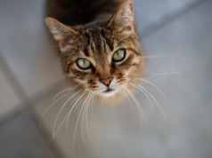 Kot Schrödingera przytył do 7000 atomów i nadal potrafi być w dwóch miejscach naraz