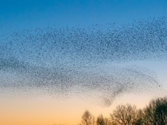 Jak zwierzęta przewidują burzę i deszcz? Naturalne sygnały zmian pogody