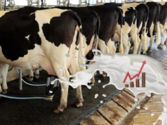 Ceny mleka pod presją. Jak GUS zamknął 2025 rok?