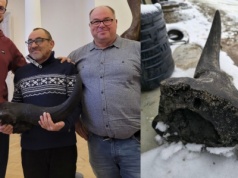 Kopali staw na działce. Znaleźli przyrodniczy skarb