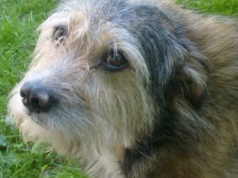 Czworonogi przebywające w Tarnowskim Azylu mają zapewnioną dobrą opiekę?