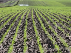 Opłacalność uprawy pszenicy ozimej. Kalkulacja kosztów i dochodu od rolnika