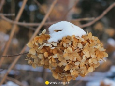 Ile stopni mrozu wytrzymuje hortensja ogrodowa? To maksymalny limit, okryj krzaki