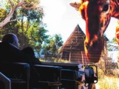 Wrocławskie ZOO ma nową atrakcję. To „ekstremalna podróż po afrykańskim safari”