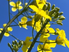 Niewielkie zmiany cen oleistych na światowych giełdach