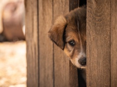 Zarzut zaniedbań w schronisku dla zwierząt w Golubiu-Dobrzyniu. Są decyzje wojewody