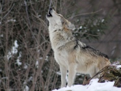 Spór o wilka spod Czaplinka