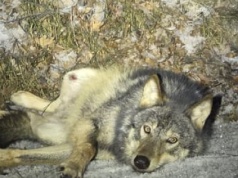 Wilk konał na mrozie przy drodze. Przez całą noc nie pomógł mu żaden lekarz weterynarii