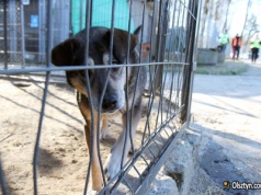 Bezdomne zwierzęta kontra mróz. Schroniska na Warmii i Mazurach przeszły kontrole. Co stwierdzono?