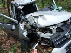 Policja apeluje o ostrożność w pobliżu pól i lasów. Stado jeleni biegało tuż przy drodze