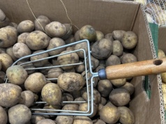 Magazyny pełne polskich kartofli. Rolnicy załamani. "Dalej leżą"