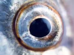 Rekordy wędkarskie, o których warto wiedzieć. Niesamowita 15-stka