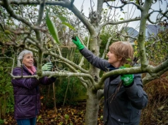 Tnij teraz albo zapomnij o owocach. Luty to ostatni moment, by uratować plony z jabłoni i grusz