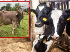 Nie tylko ludzie używają narzędzi. Ta krowa zaskoczyła naukowców