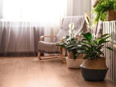 Nie tylko skrzydłokwiat. Te rośliny również oczyszczają powietrze w mieszkaniu