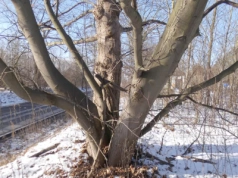 Jawor w Jaworznie: Szokujące fakty i ciekawostki​ z Cezarówki Dolnej