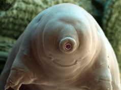 Organizmy, które się nie starzeją. Natura pokazuje, jak pokonać czas